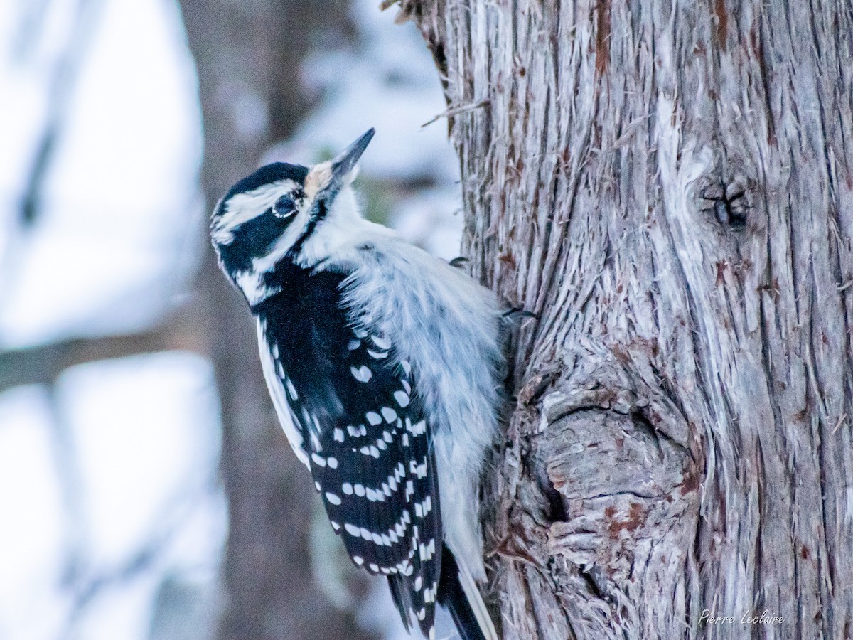 Downy Woodpecker - ML615447082