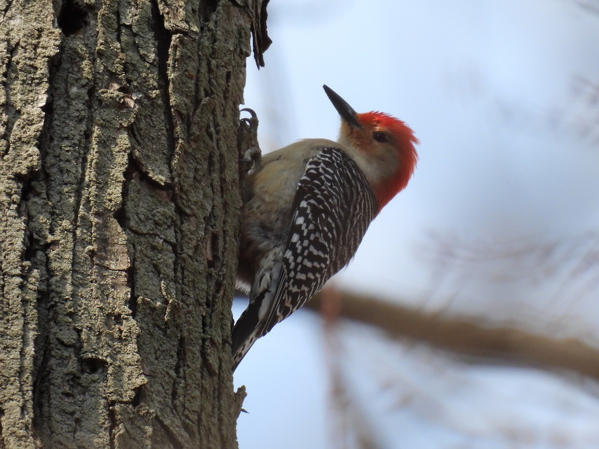 Red-bellied Woodpecker - ML615447087