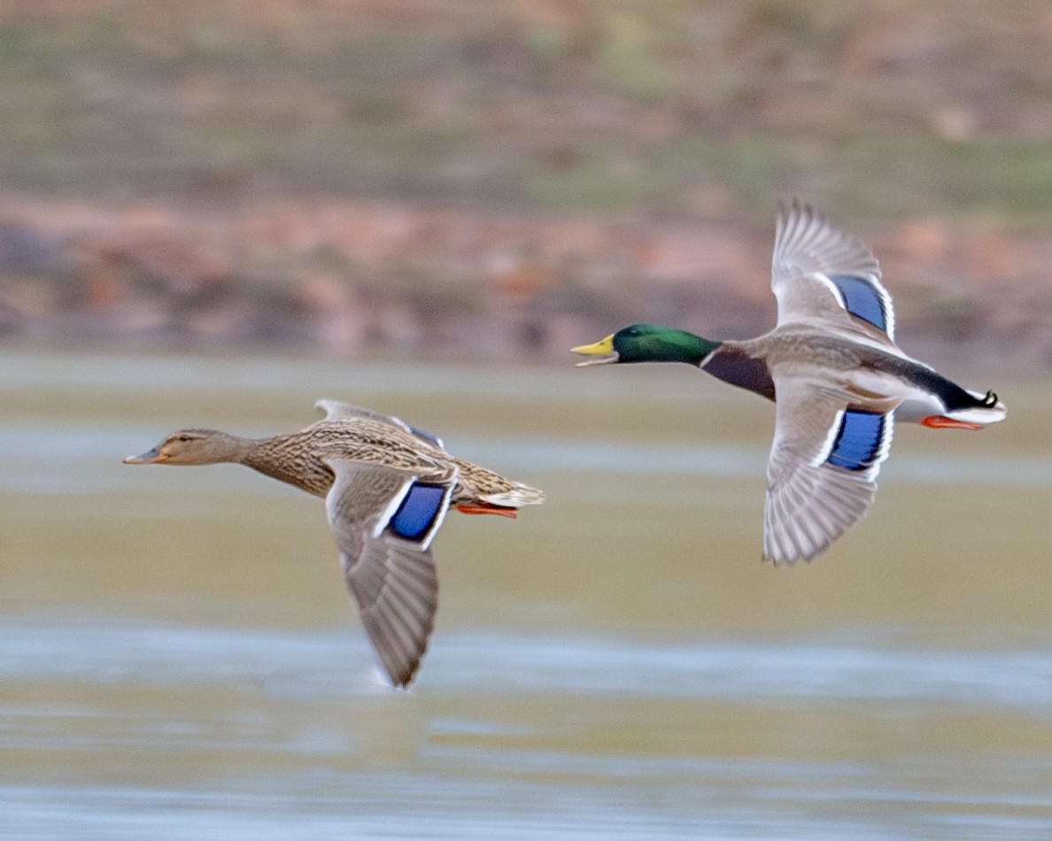 Mallard - ML615447125