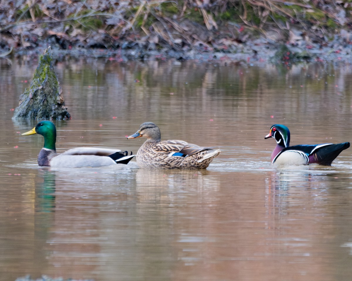 Canard colvert - ML615447160