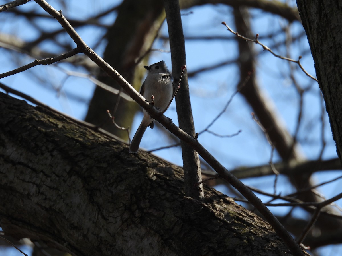 Tufted Titmouse - ML615447161