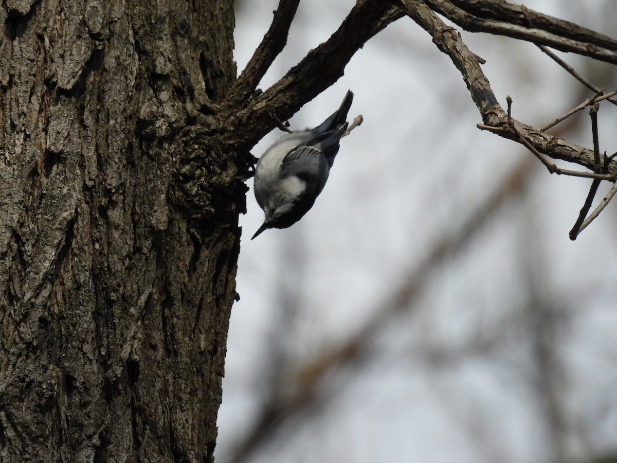 White-breasted Nuthatch - ML615447168