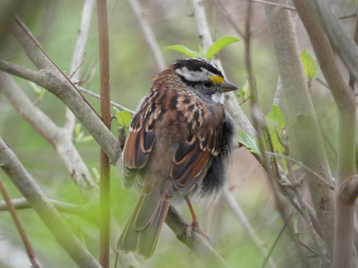 White-throated Sparrow - Maddie  Pearson