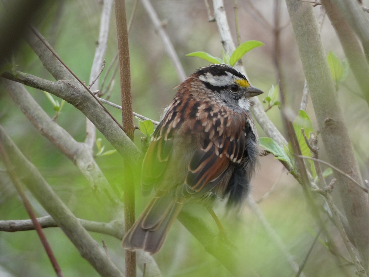 White-throated Sparrow - ML615447175