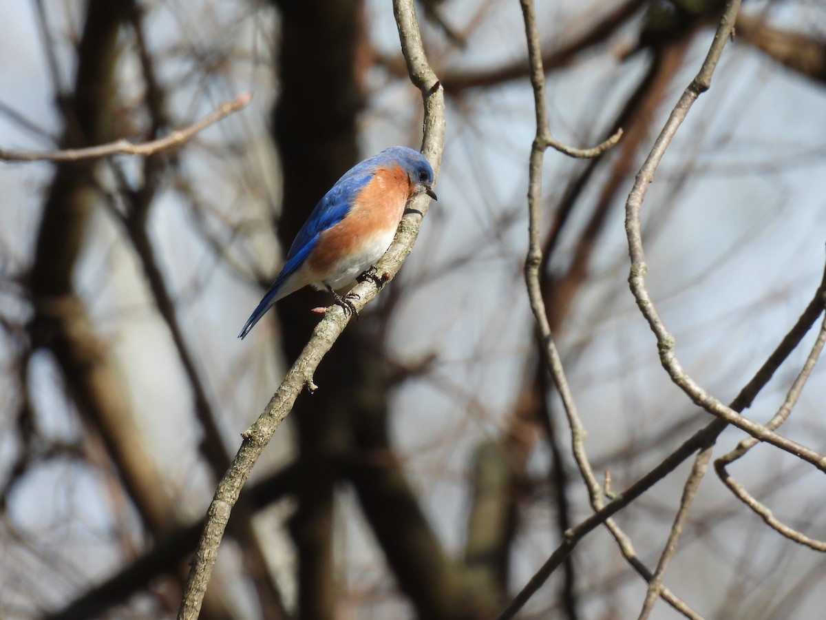 Eastern Bluebird - ML615447196