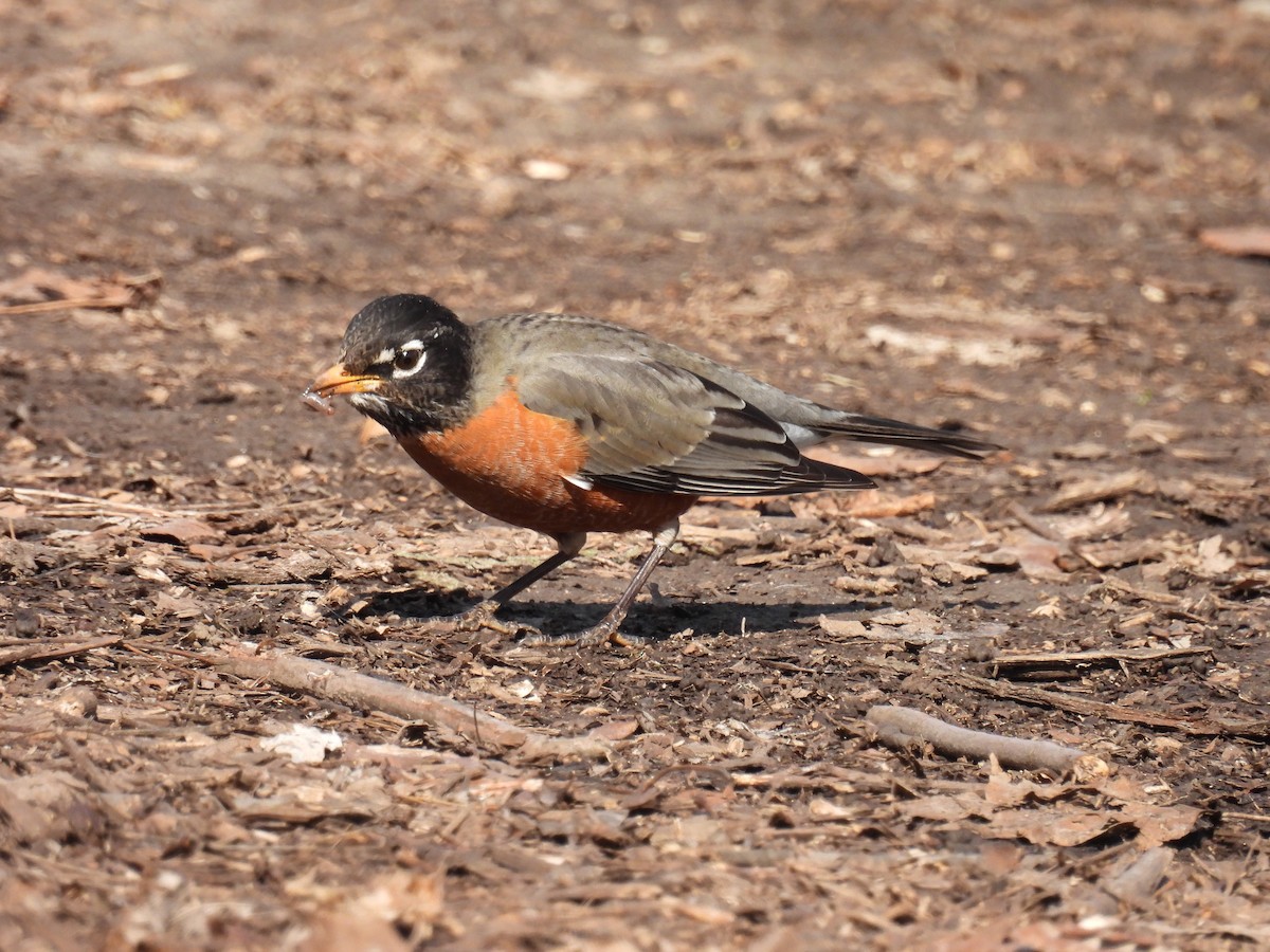 American Robin - ML615447204