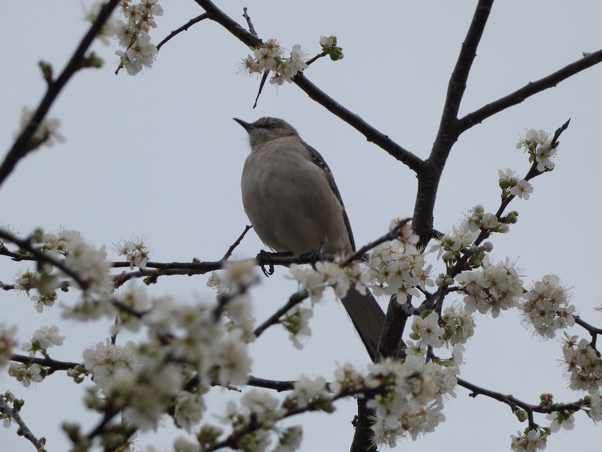 Northern Mockingbird - ML615447212