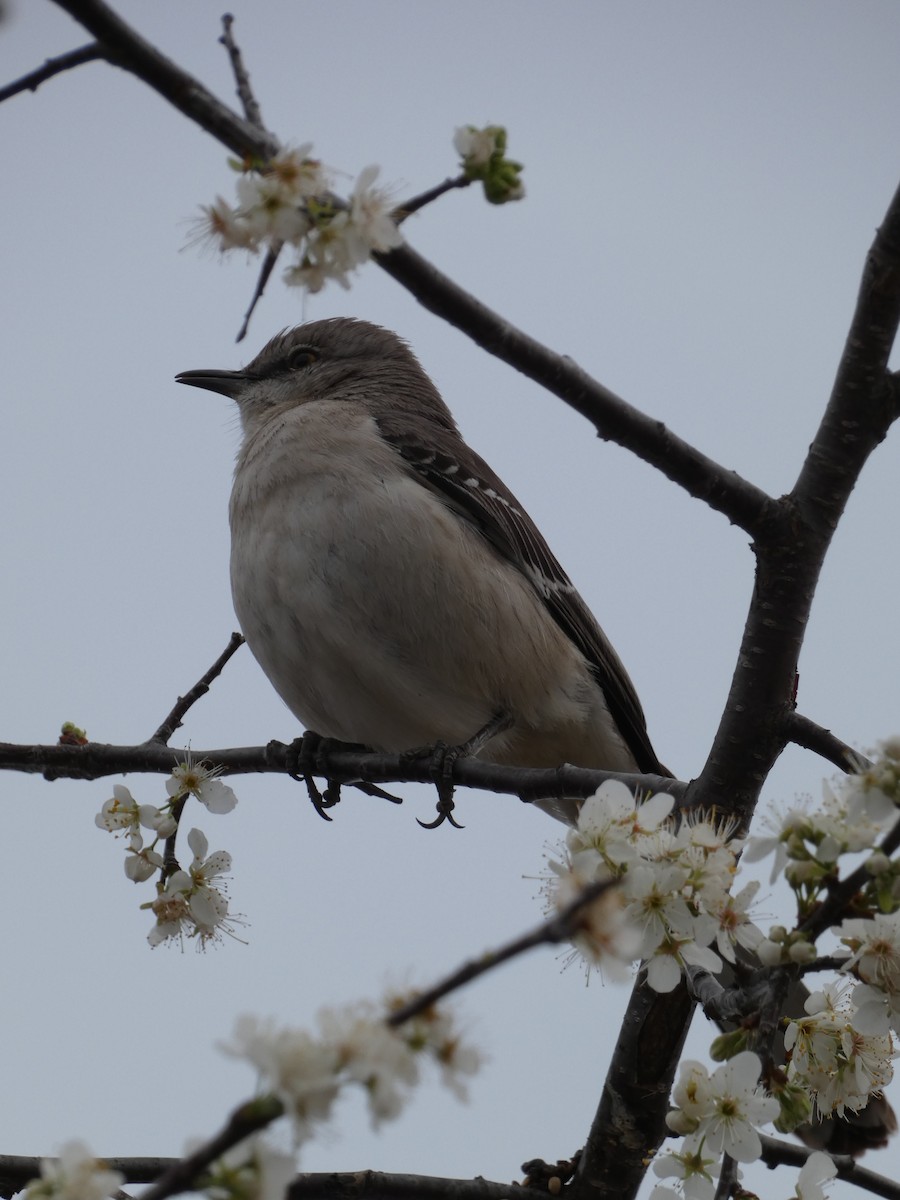 Northern Mockingbird - ML615447213