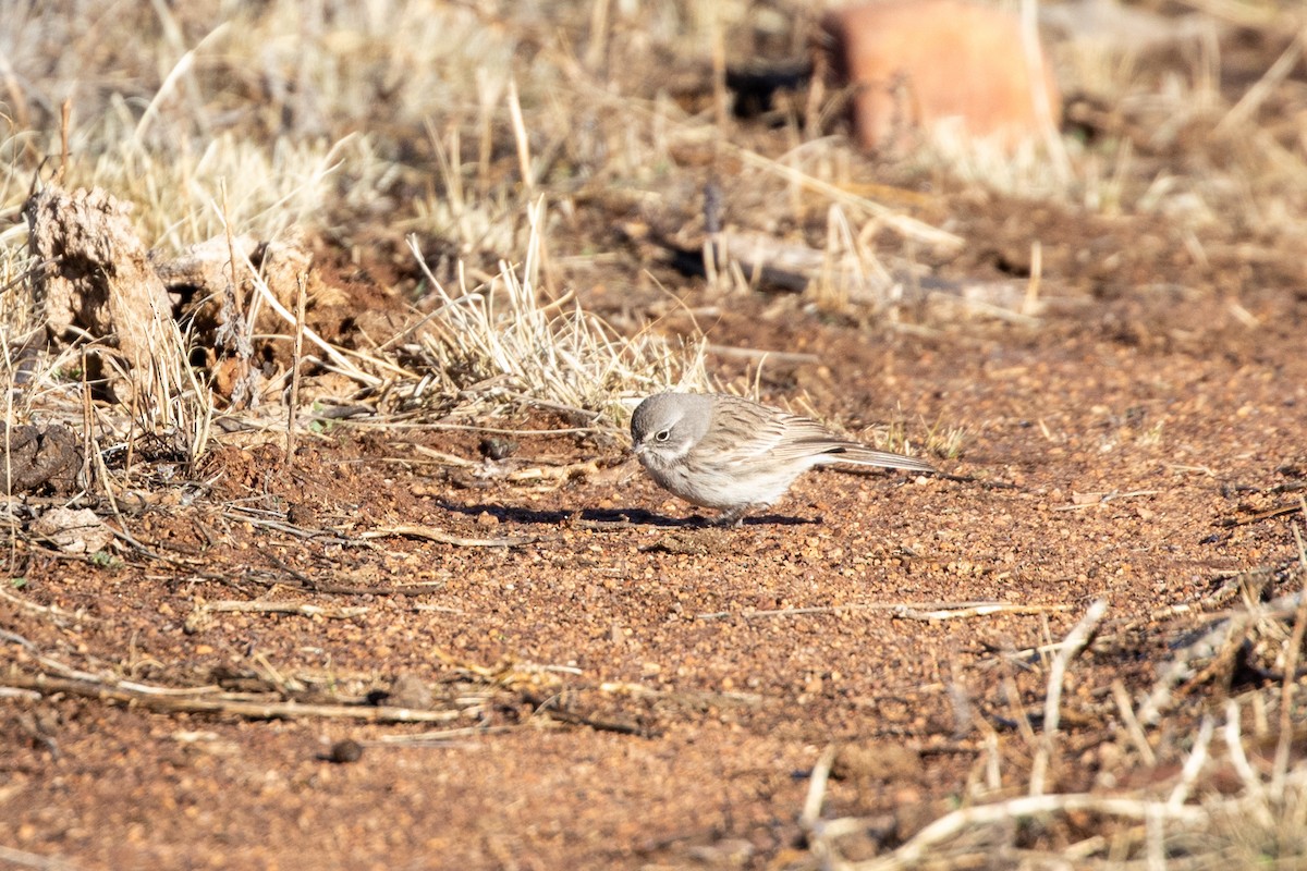 Sagebrush Sparrow - ML615447219