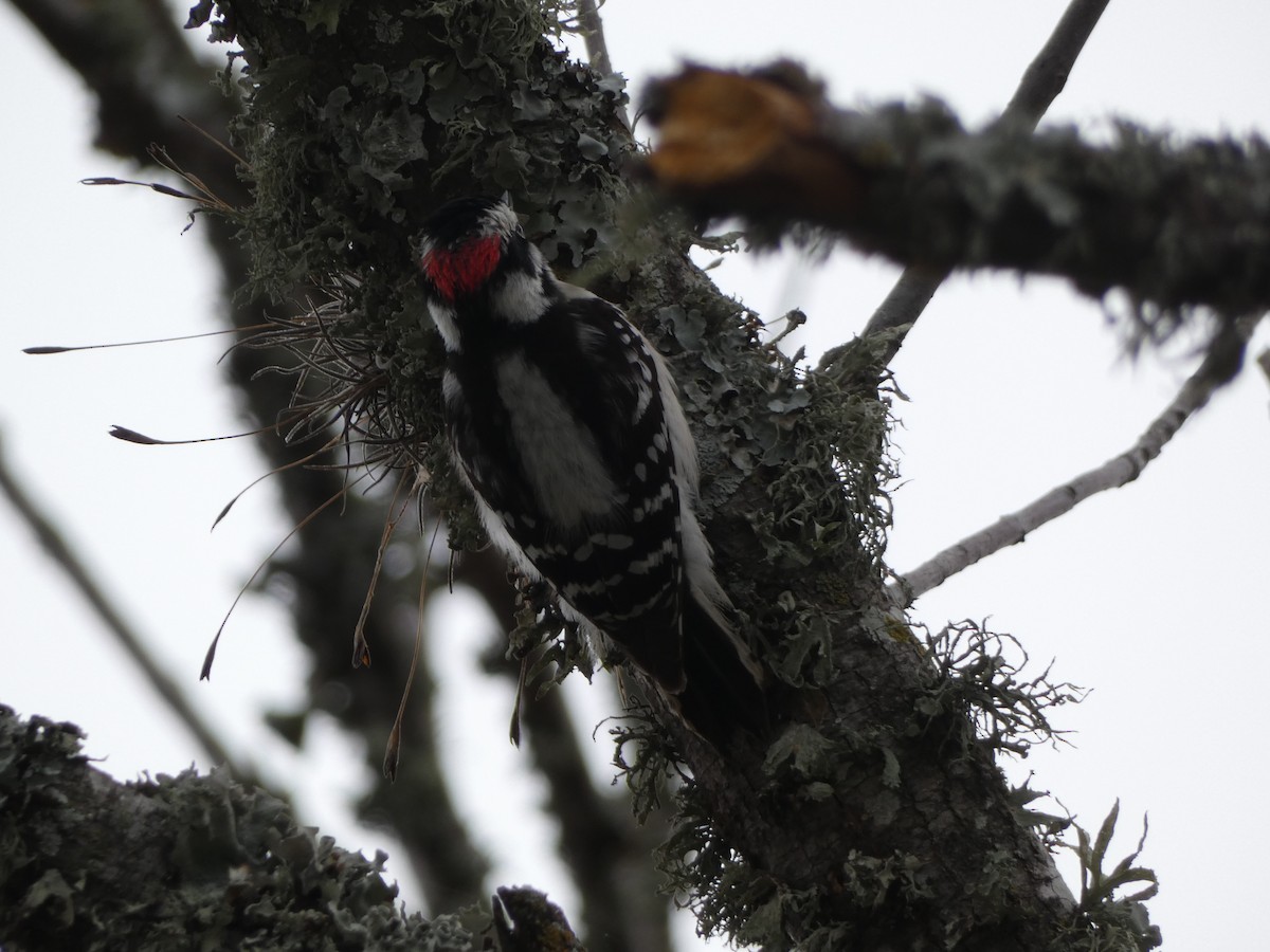 Downy Woodpecker - Maddie  Pearson