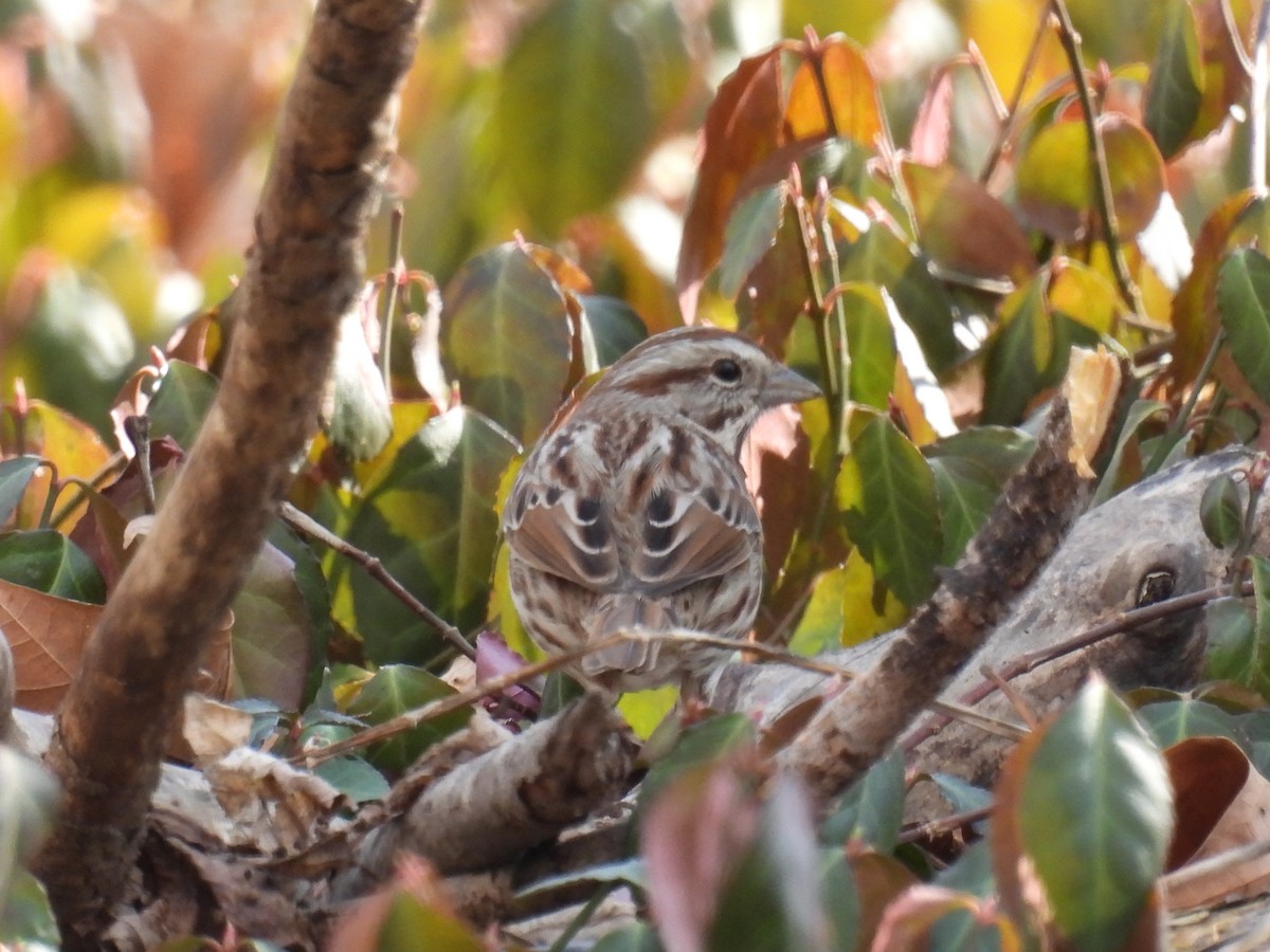 Song Sparrow - ML615447243