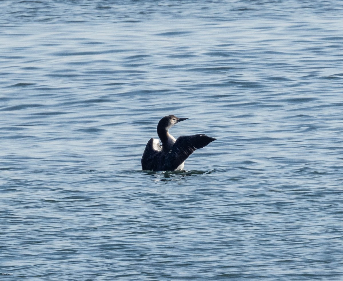 Common Loon - ML615447258