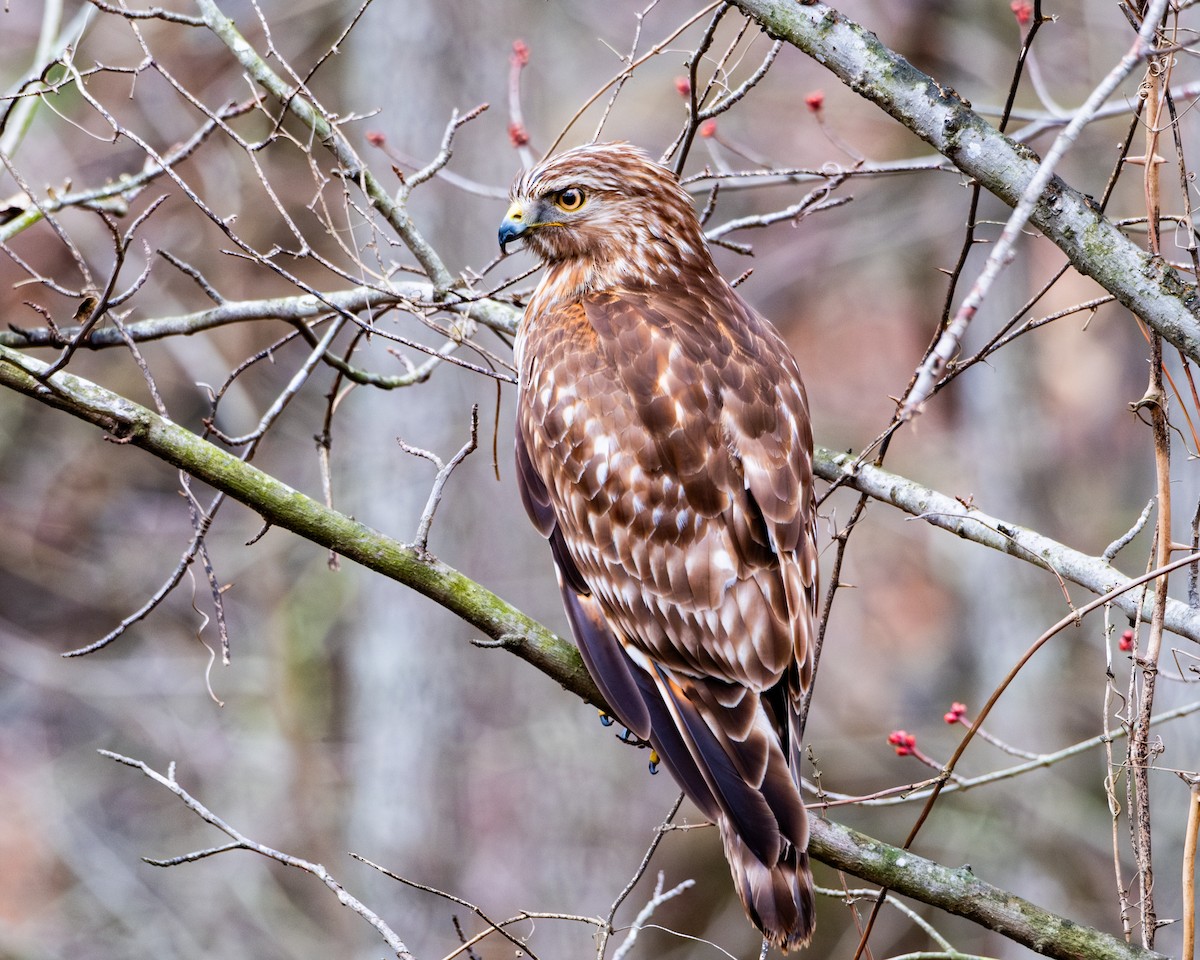 Red-shouldered Hawk - ML615447263