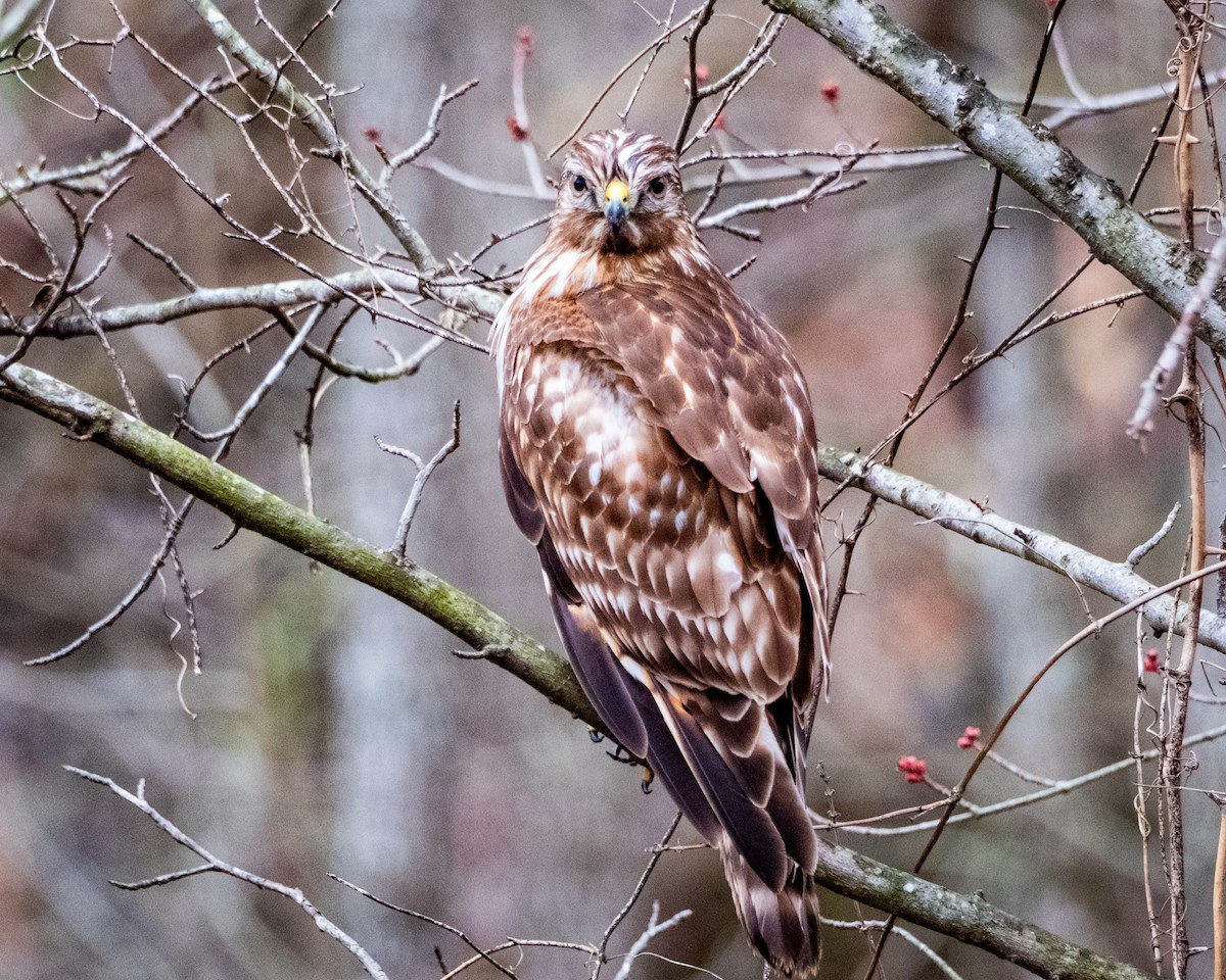 Red-shouldered Hawk - ML615447266