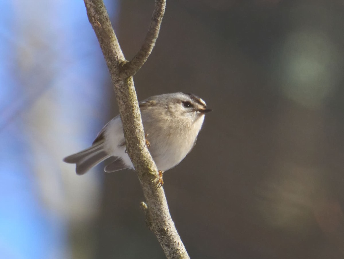 Roitelet à couronne dorée - ML615447294