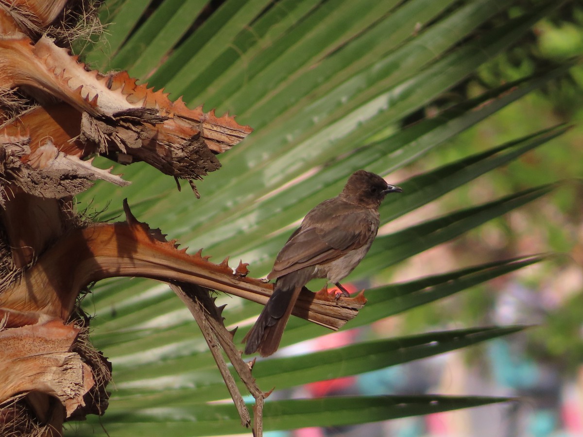 Common Bulbul - ML615447445