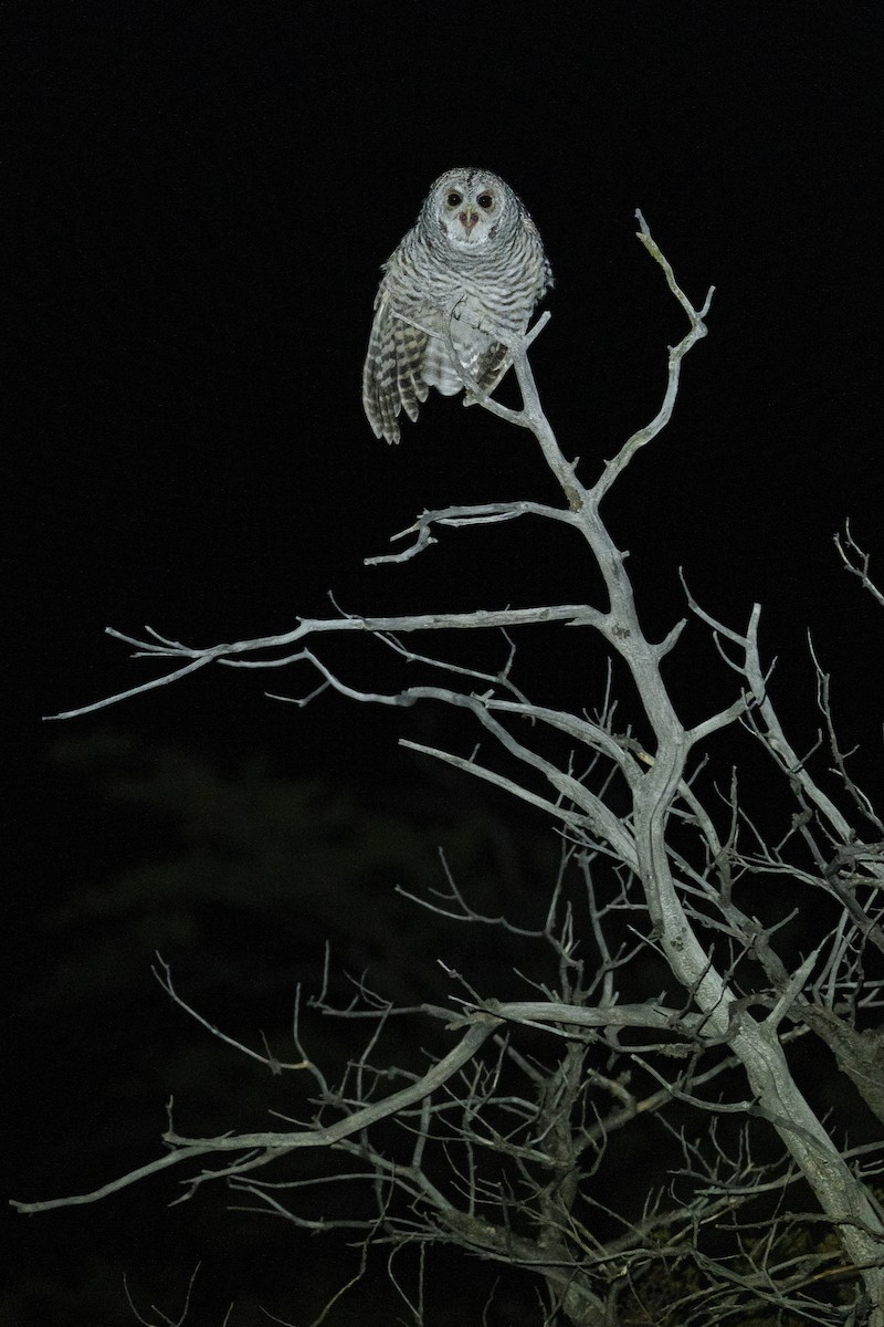Rufous-legged Owl - ML615447577