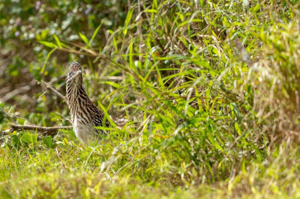 Greater Roadrunner - ML615447594