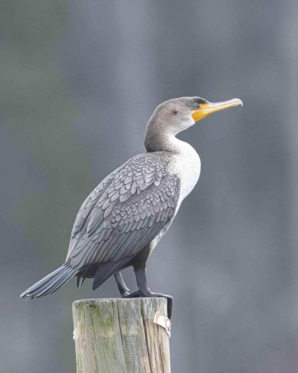 Double-crested Cormorant - ML615447729