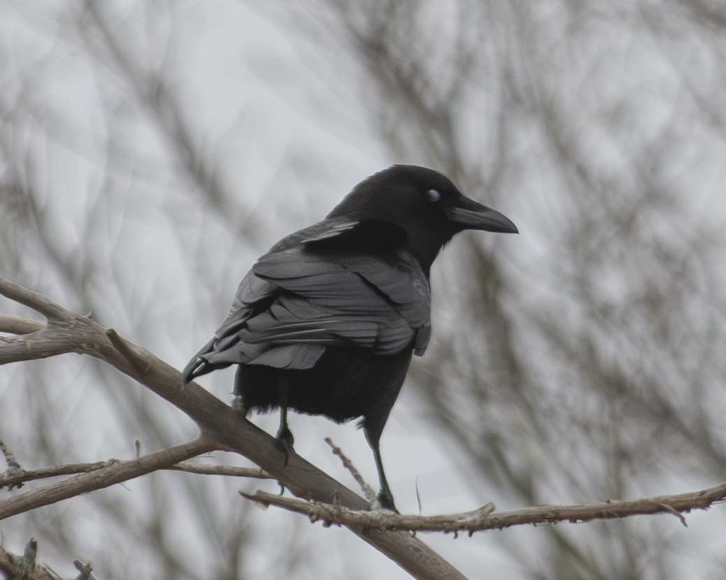 Fish Crow - ML615447736