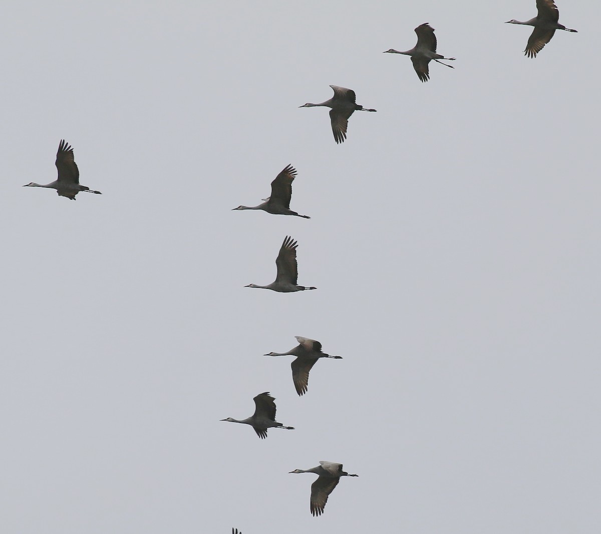 Sandhill Crane - ML615447743