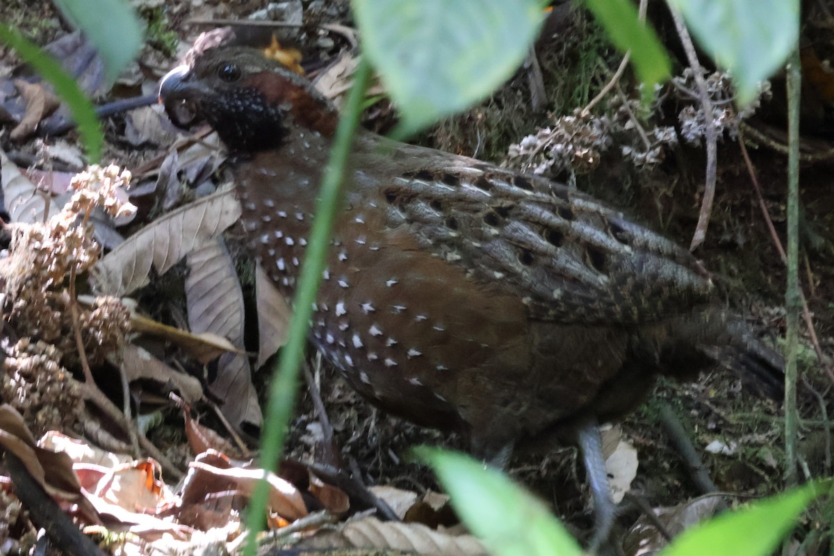 Spotted Wood-Quail - ML615447760