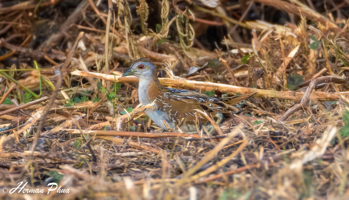 Baillon's Crake - ML615447767