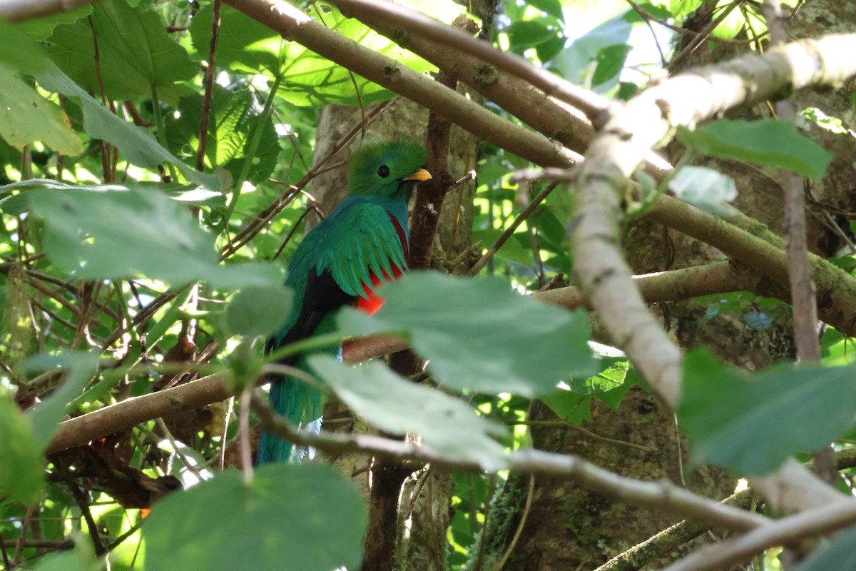 Resplendent Quetzal - ML615447776