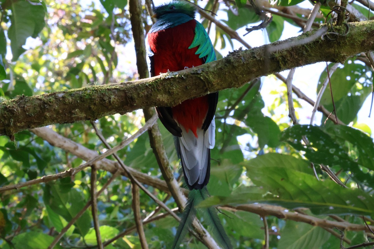 Resplendent Quetzal - ML615447777