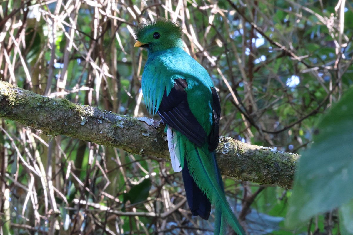 Resplendent Quetzal - ML615447778