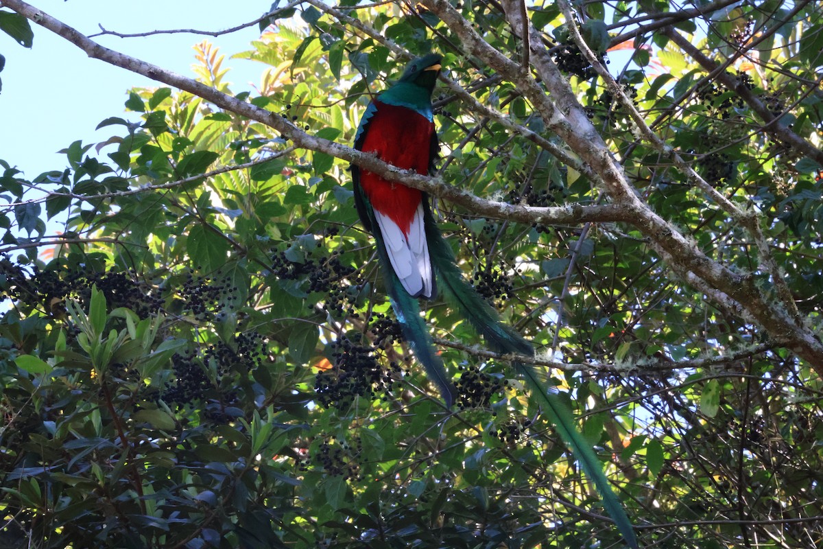 Resplendent Quetzal - ML615447780