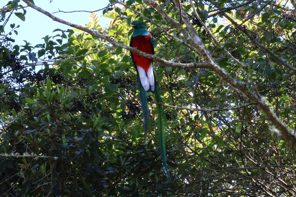 Resplendent Quetzal - ML615447781