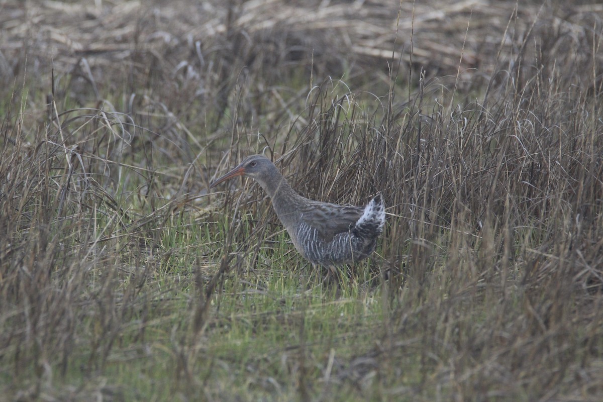 Clapper Rail - ML615447819