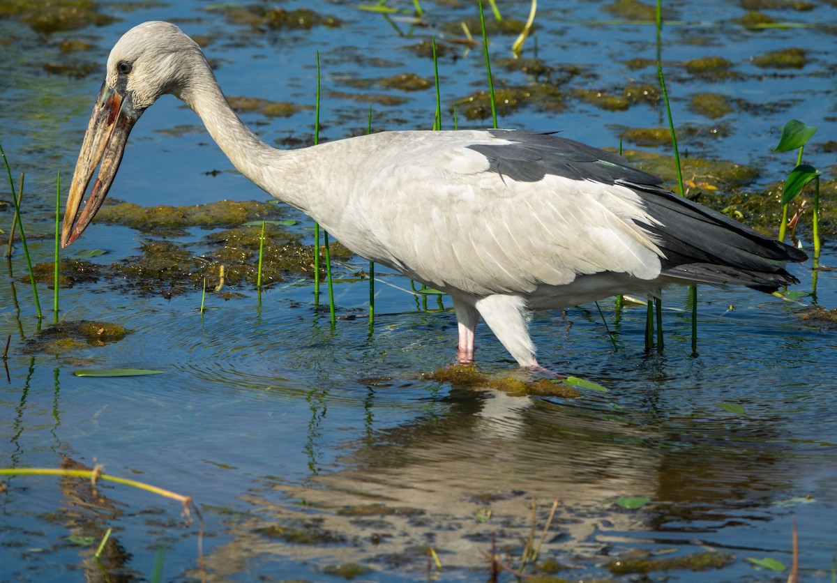 Asian Openbill - ML615447842