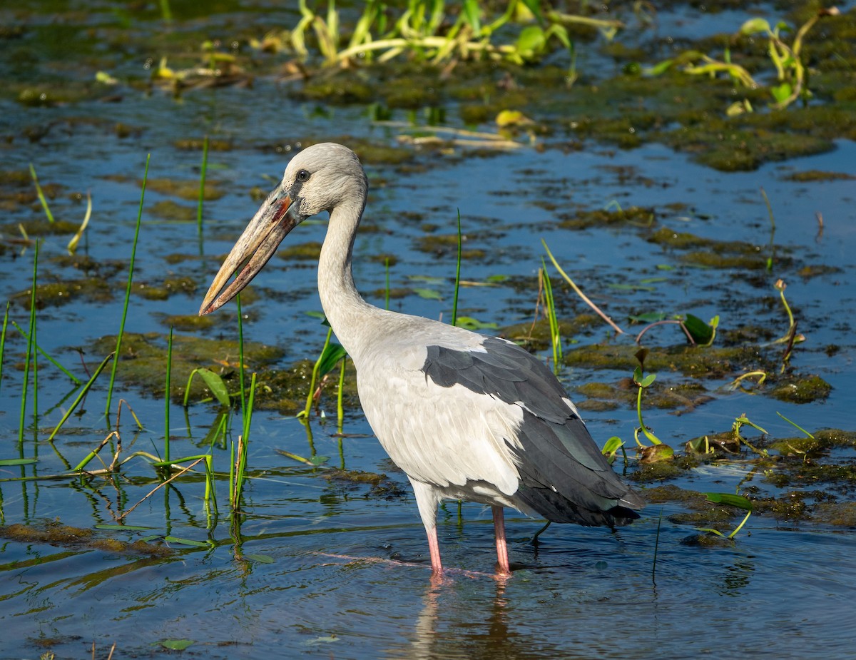 Asian Openbill - David Houle