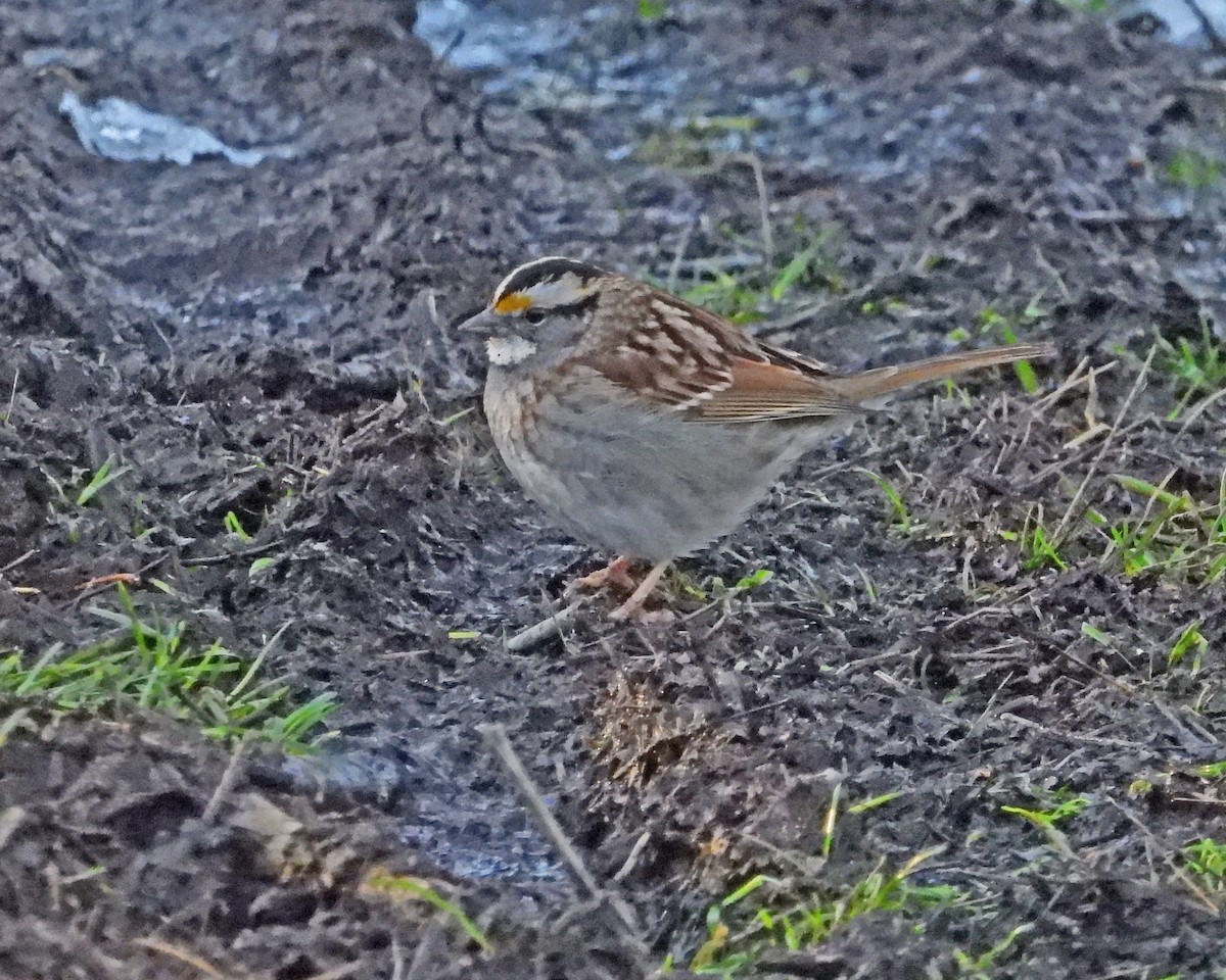 White-throated Sparrow - ML615447846