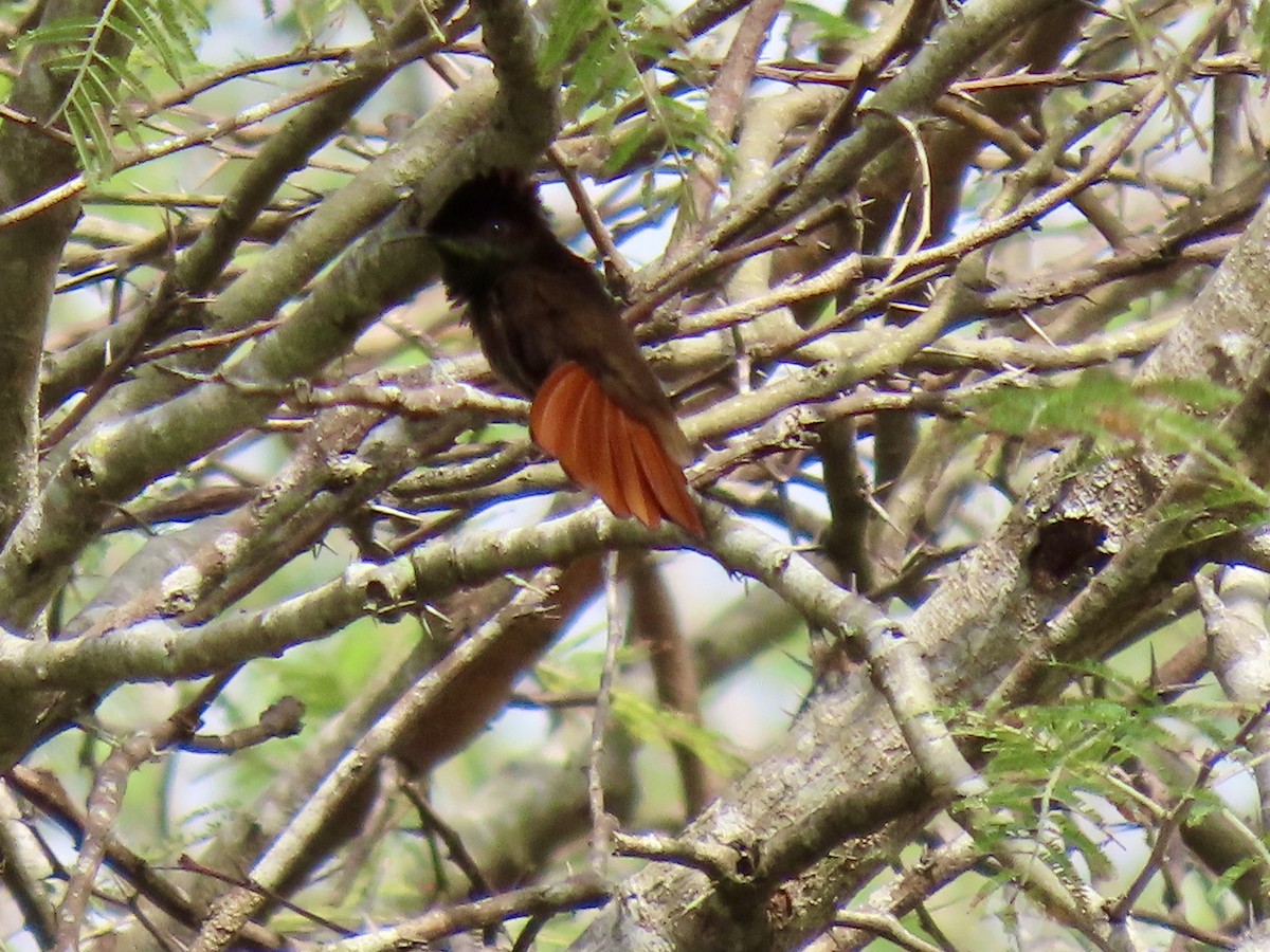kolibřík červenohlavý - ML615447878