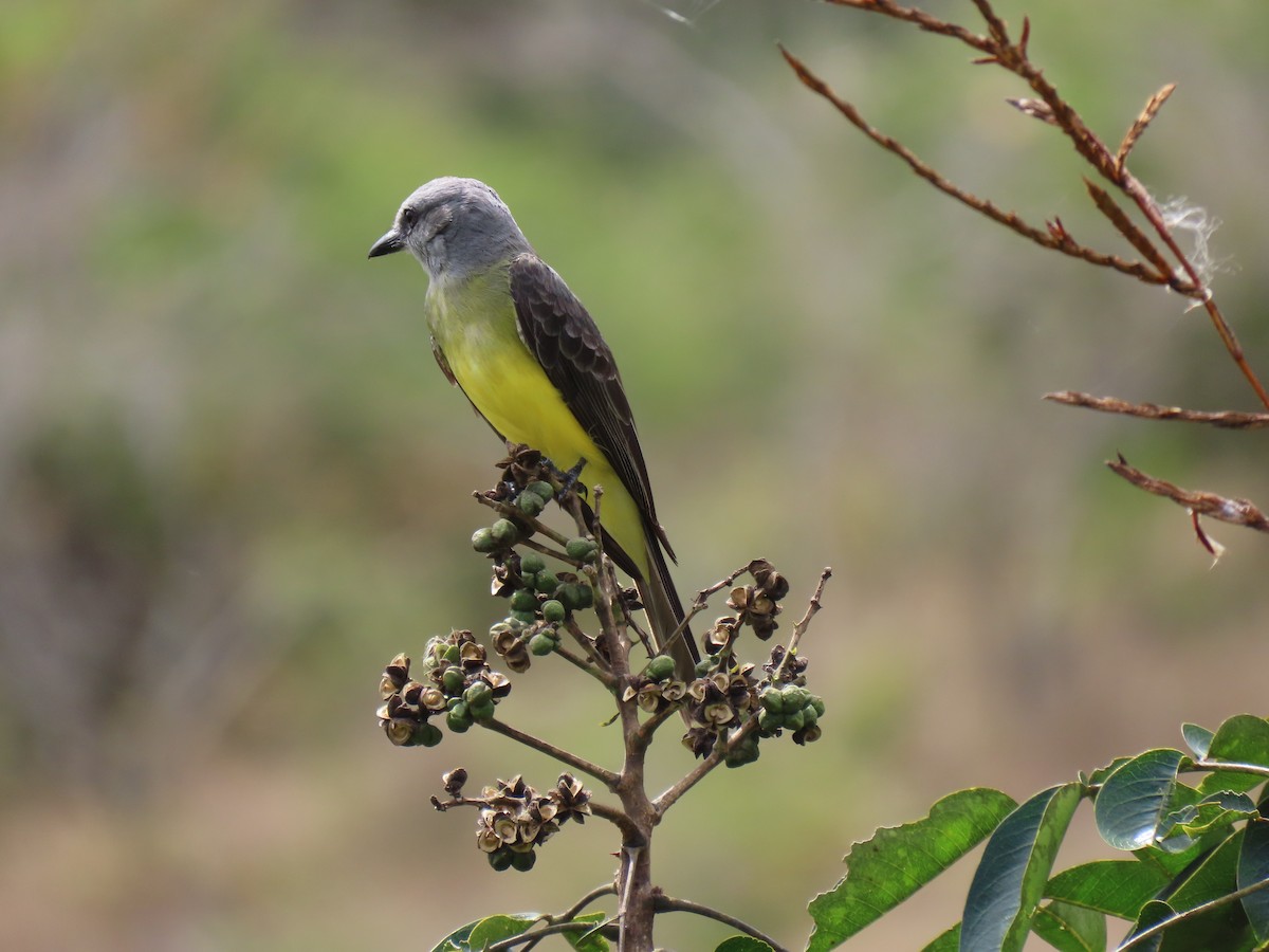 Tropical Kingbird - Jose Martinez De Valdenebro