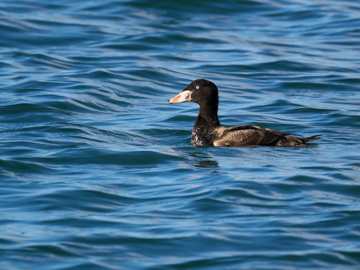 Surf Scoter - ML615447935