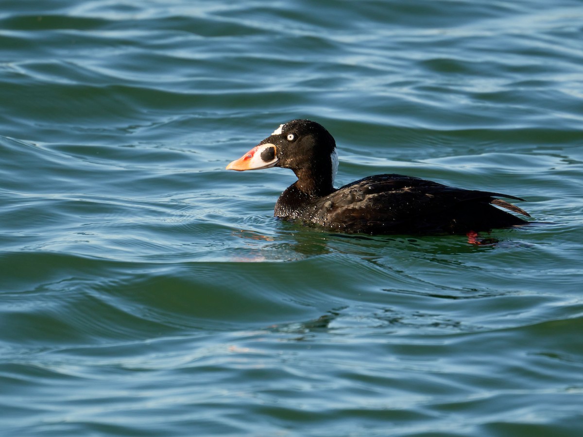 Surf Scoter - ML615447936