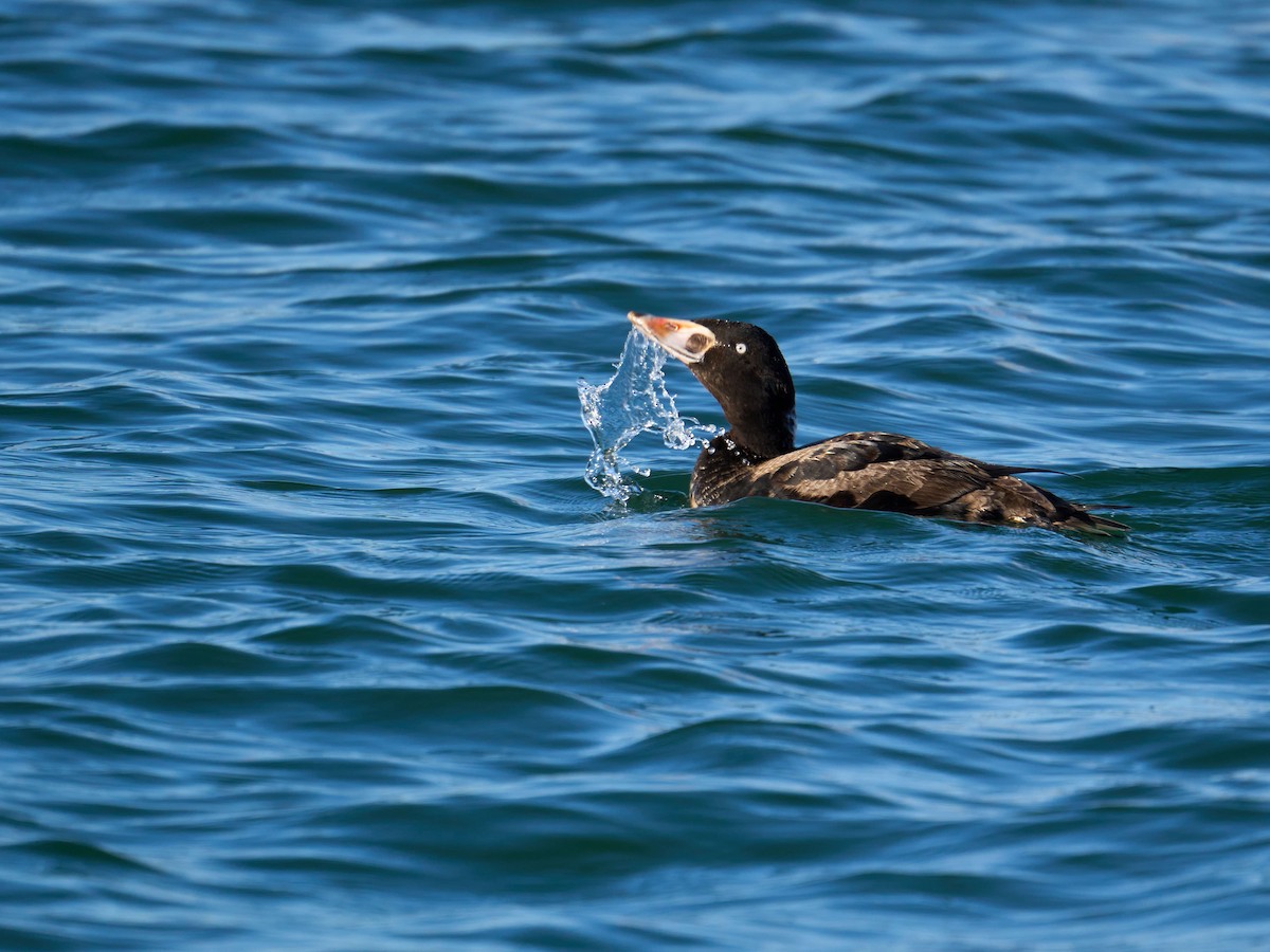 Surf Scoter - ML615447937