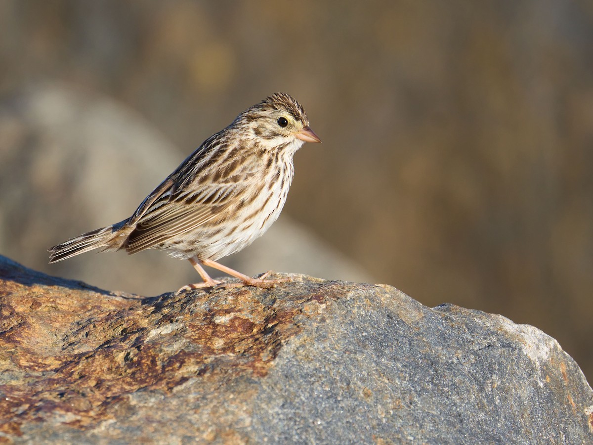 Savannah Sparrow - ML615447942