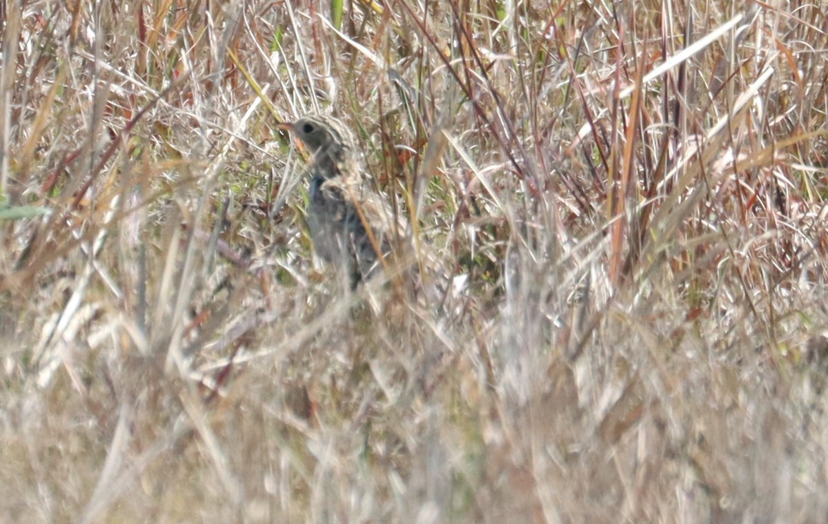 Sprague's Pipit - Juli deGrummond