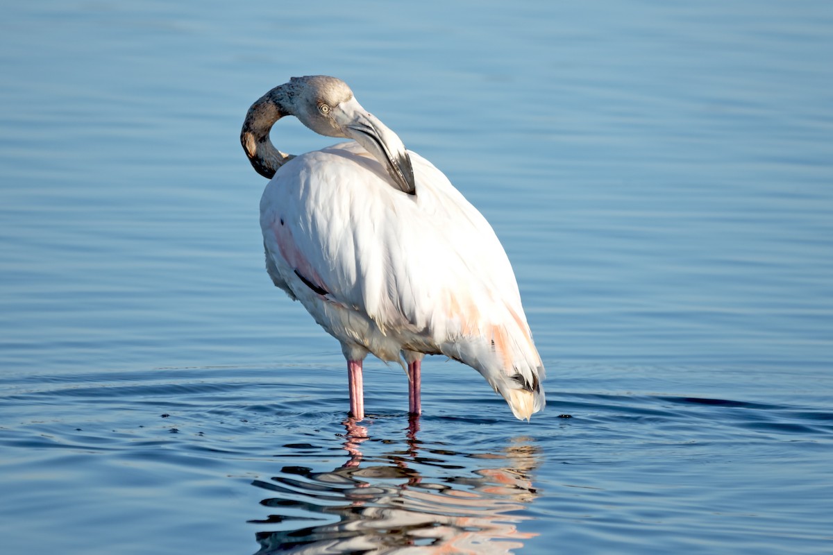 Greater Flamingo - ML615448031