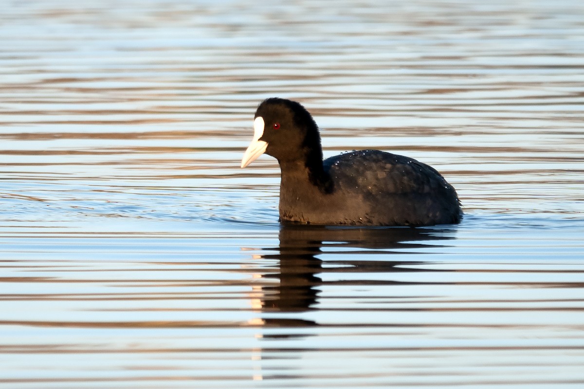 Eurasian Coot - ML615448048