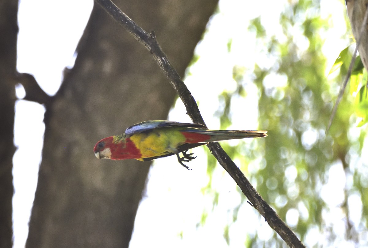 Eastern Rosella - Anthony Katon