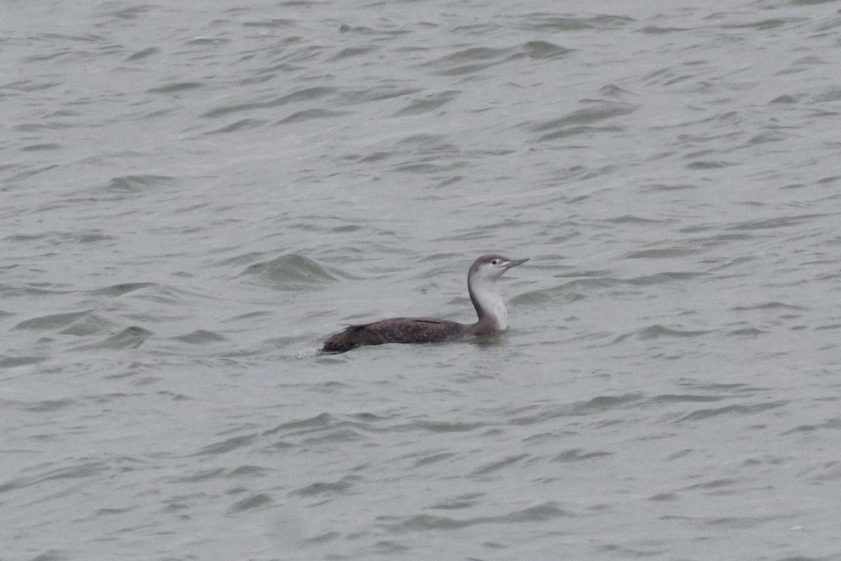 Red-throated Loon - ML615448205