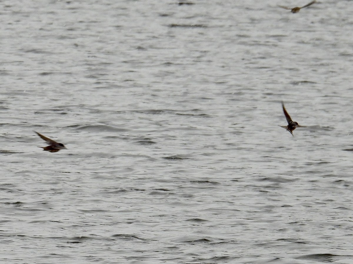 Barn Swallow - ML615448278