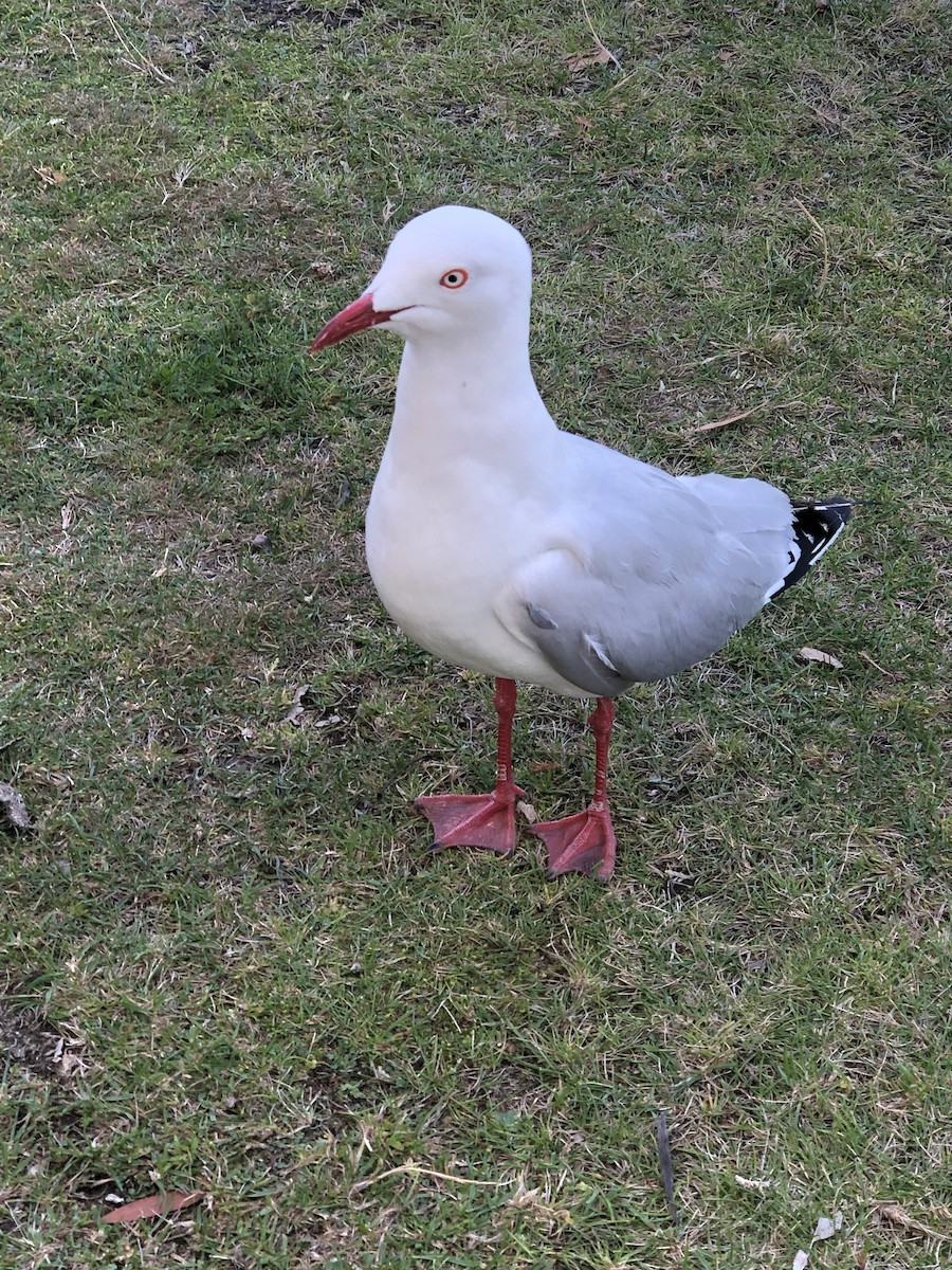 Gaviota Plateada - ML615448284