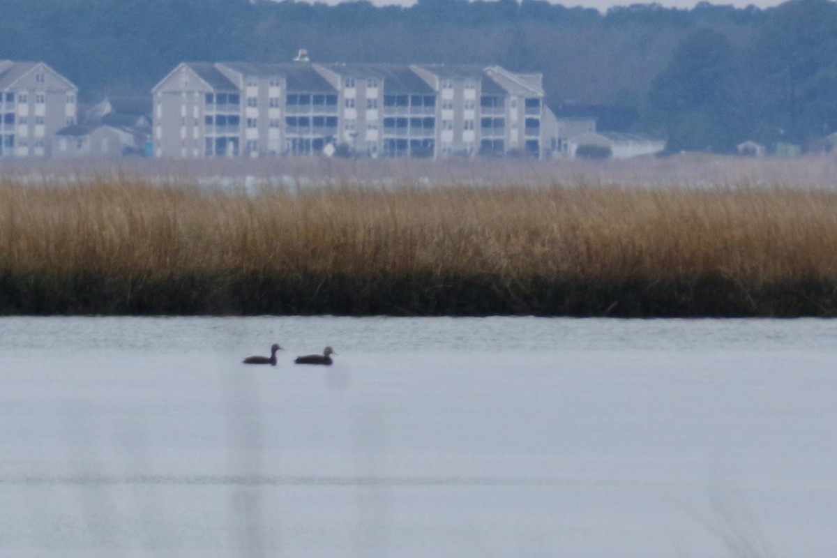 American Black Duck - ML615448336